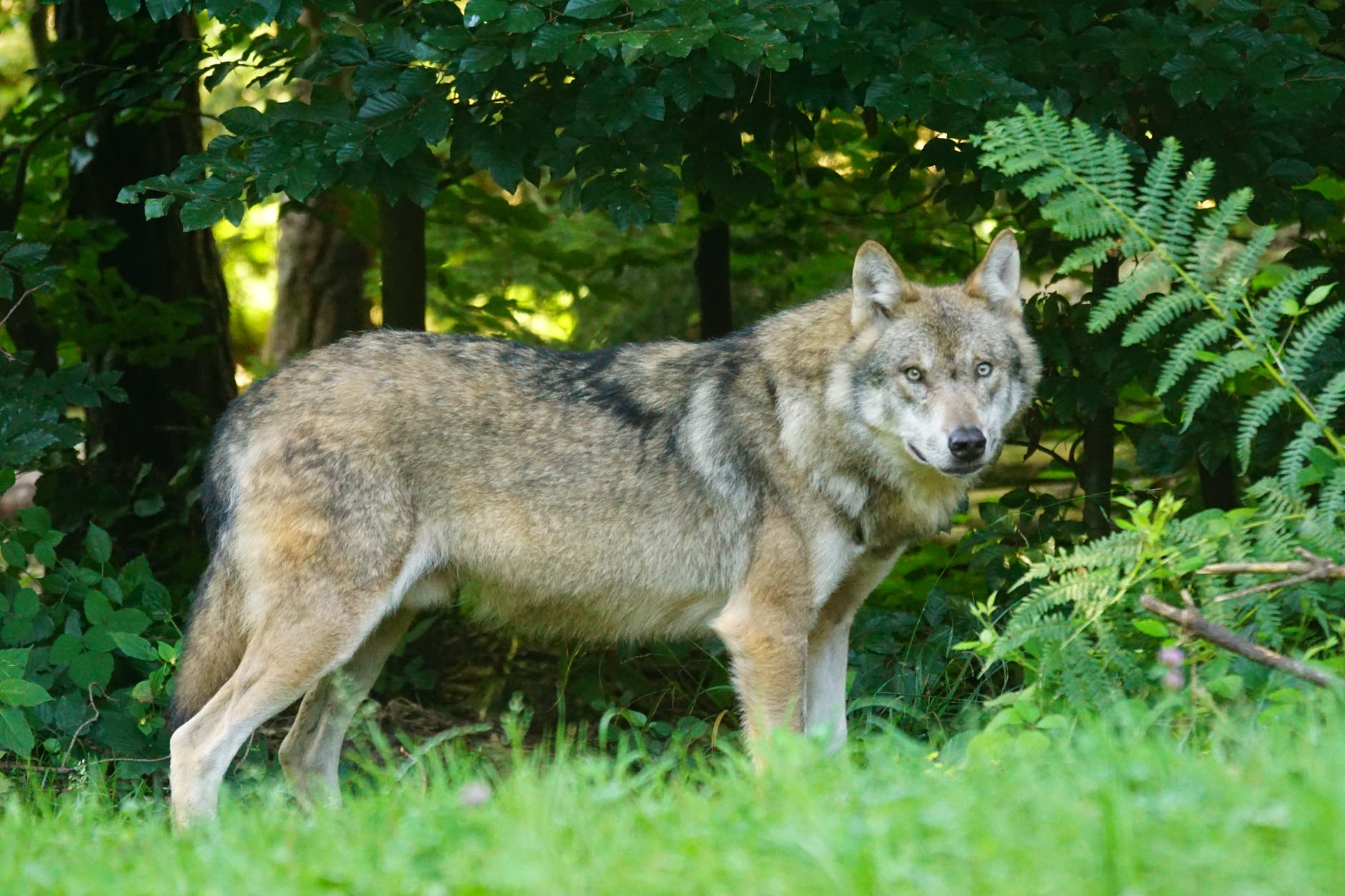 wolf-predator-european-wolf-carnivores-162256.jpeg
