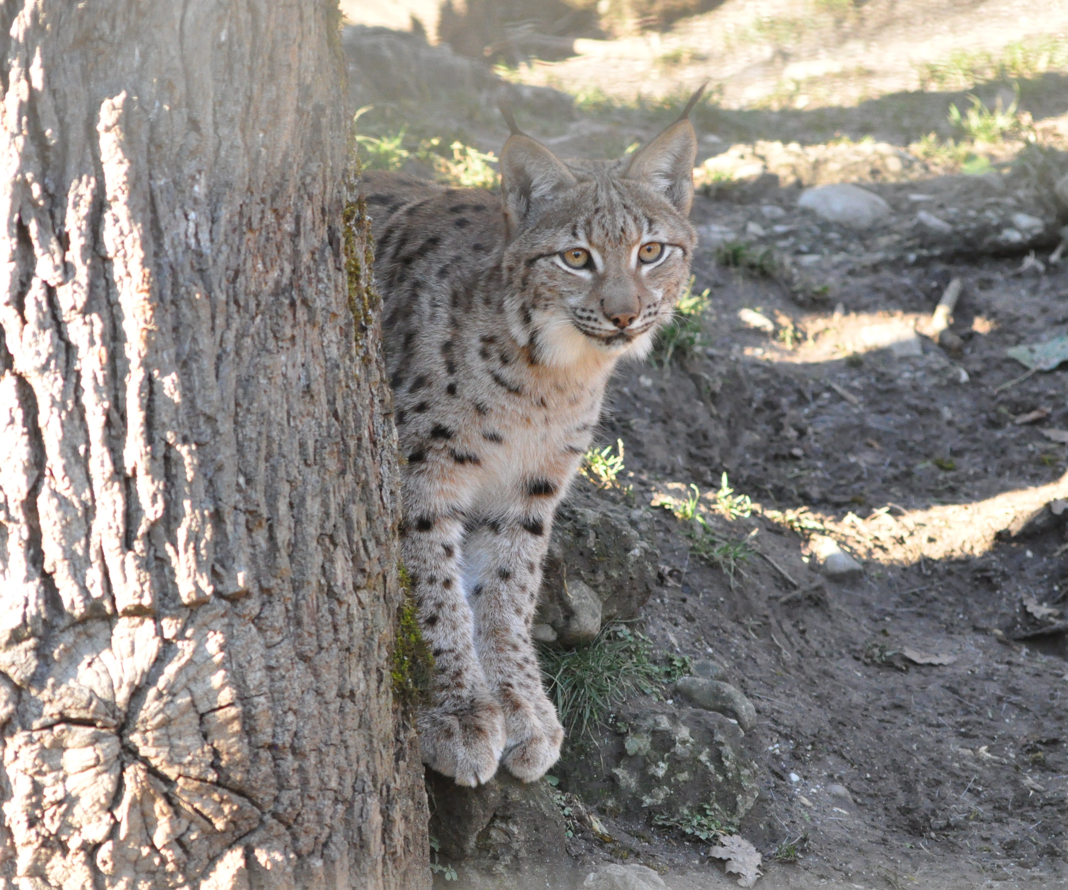 Hellbrunn-S.,I.2012 023_Scherzinger